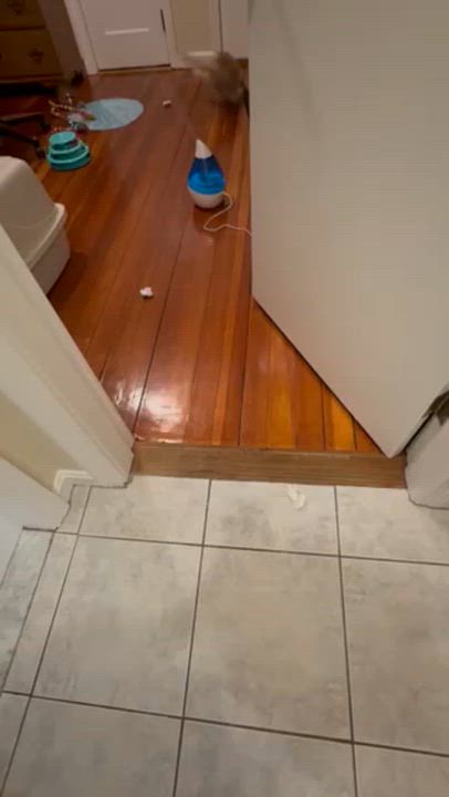 Enlarge Tom, a ADOPTABLE Domestic Short Hair in Melrose, MA video 6/6