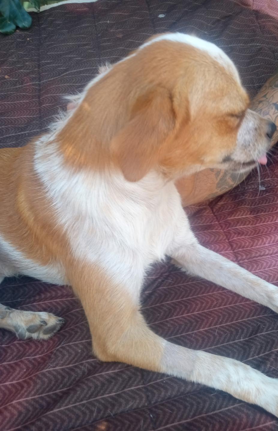 Enlarge Jones, a Adoptable mixed breed in Mena, AR image 1/3