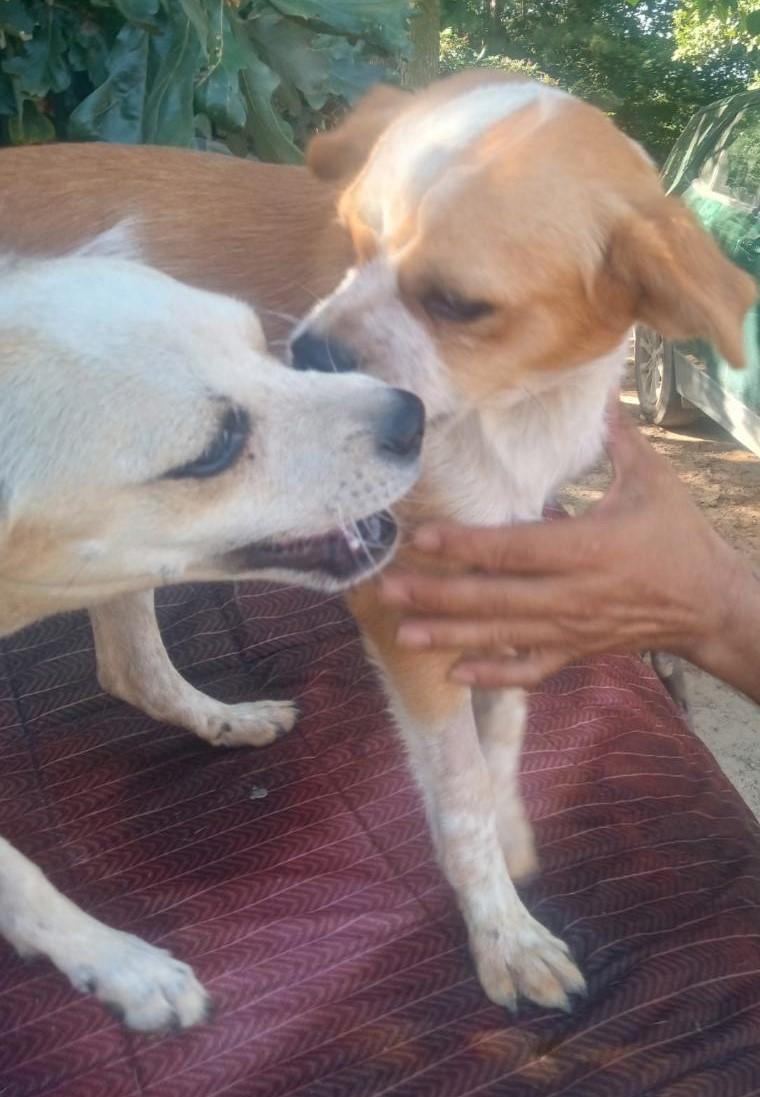 Enlarge Jones, a Adoptable mixed breed in Mena, AR image 3/3