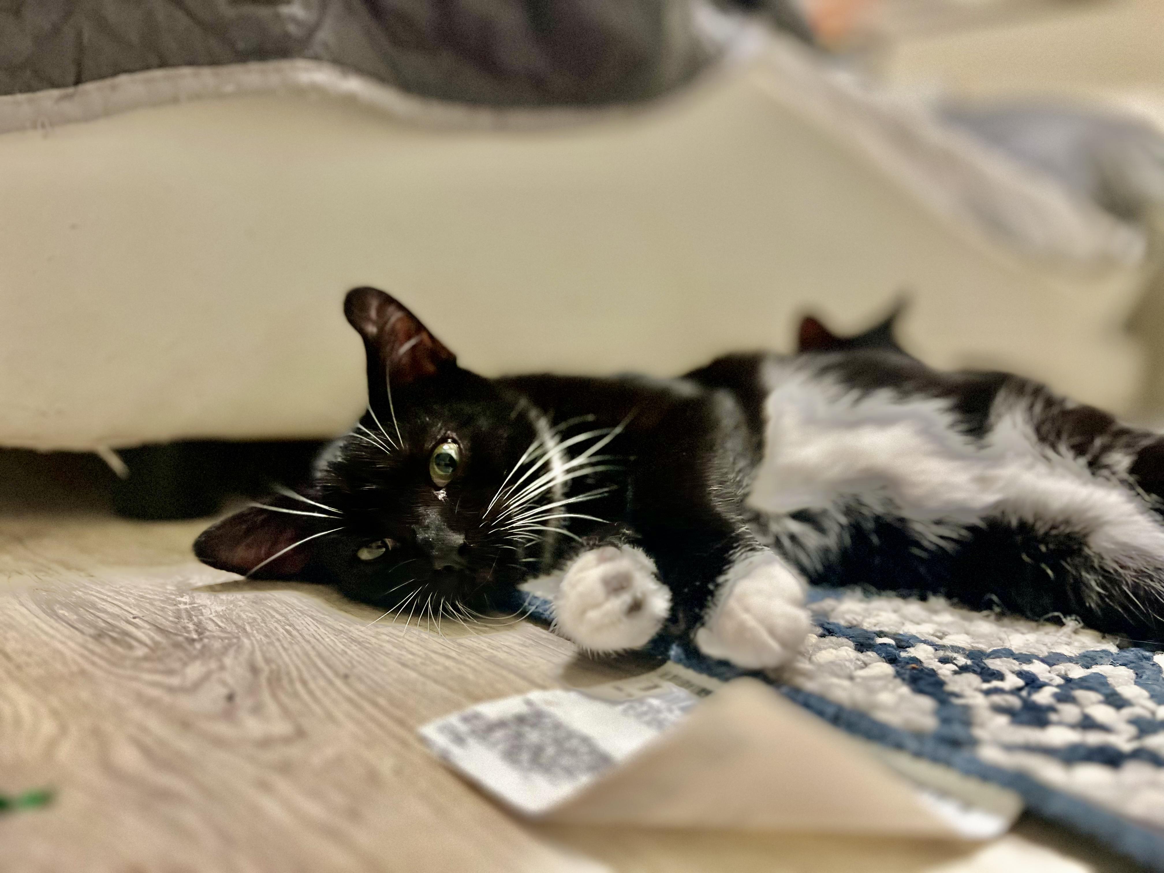 River, Adoptable, Young Male Domestic Short Hair.