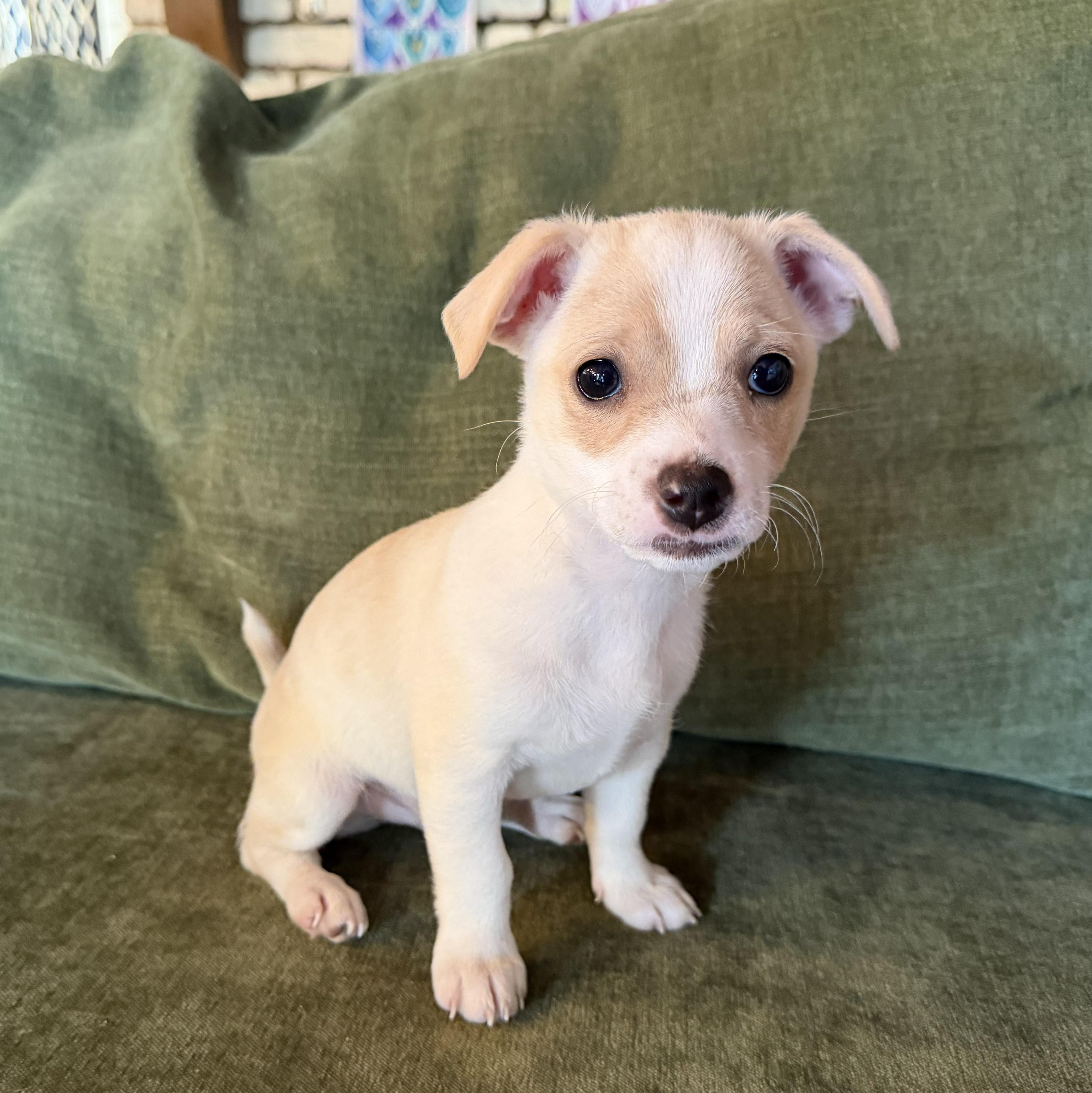 Max, an adopted Terrier in Salinas, CA image 3/3