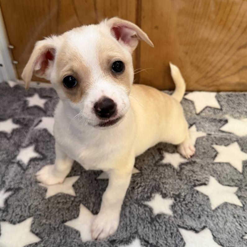 Max, ADOPTABLE, Puppy Male Terrier.