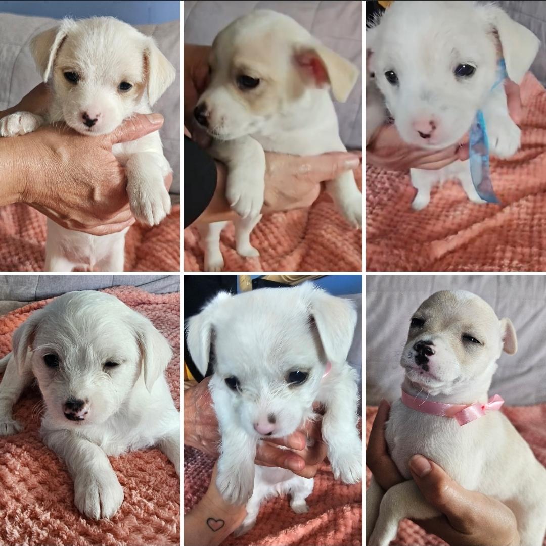 Max, an adopted Terrier in Salinas, CA image 2/3