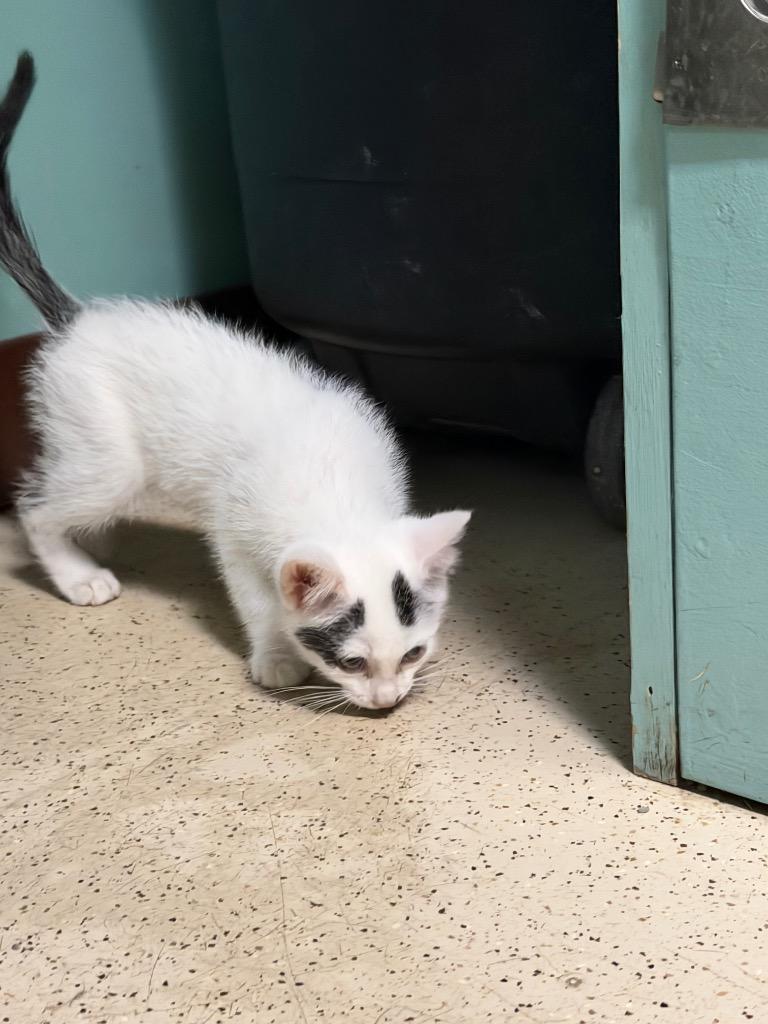 Enlarge Napoleon, a Adoptable Domestic Short Hair in Amery, WI image 2/4
