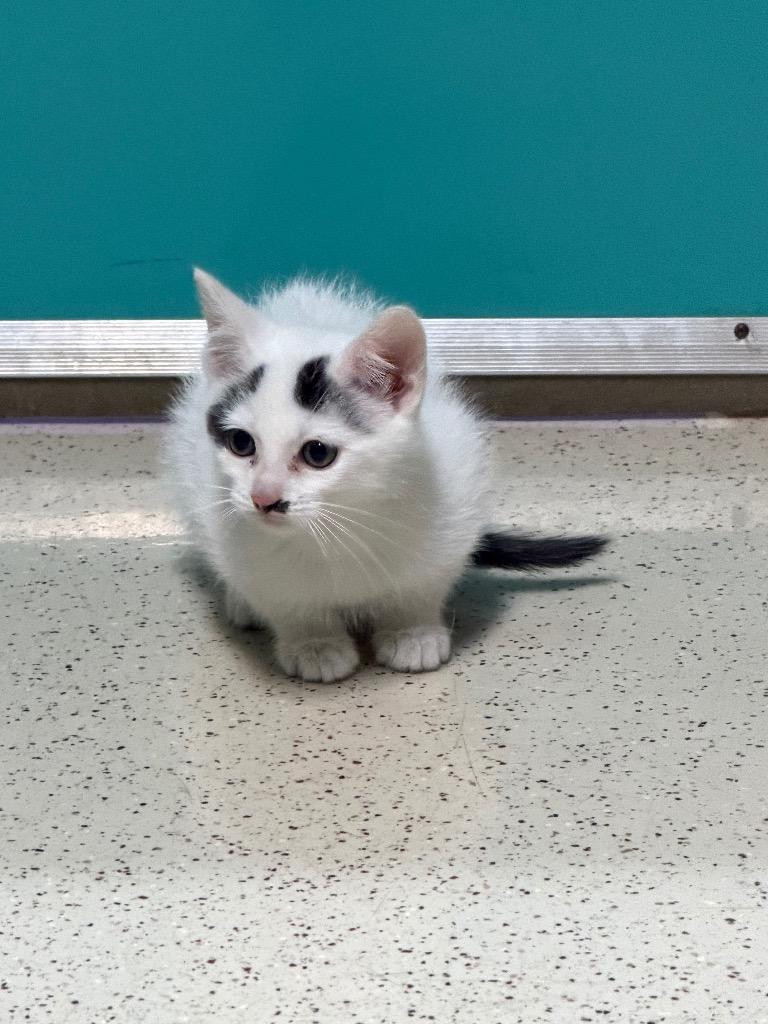 Enlarge Napoleon, a Adoptable Domestic Short Hair in Amery, WI image 4/4