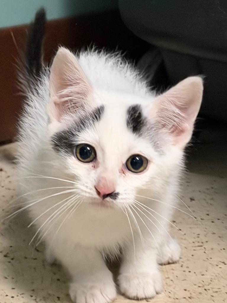 Napoleon, Adoptable, Kitten Male Domestic Short Hair.