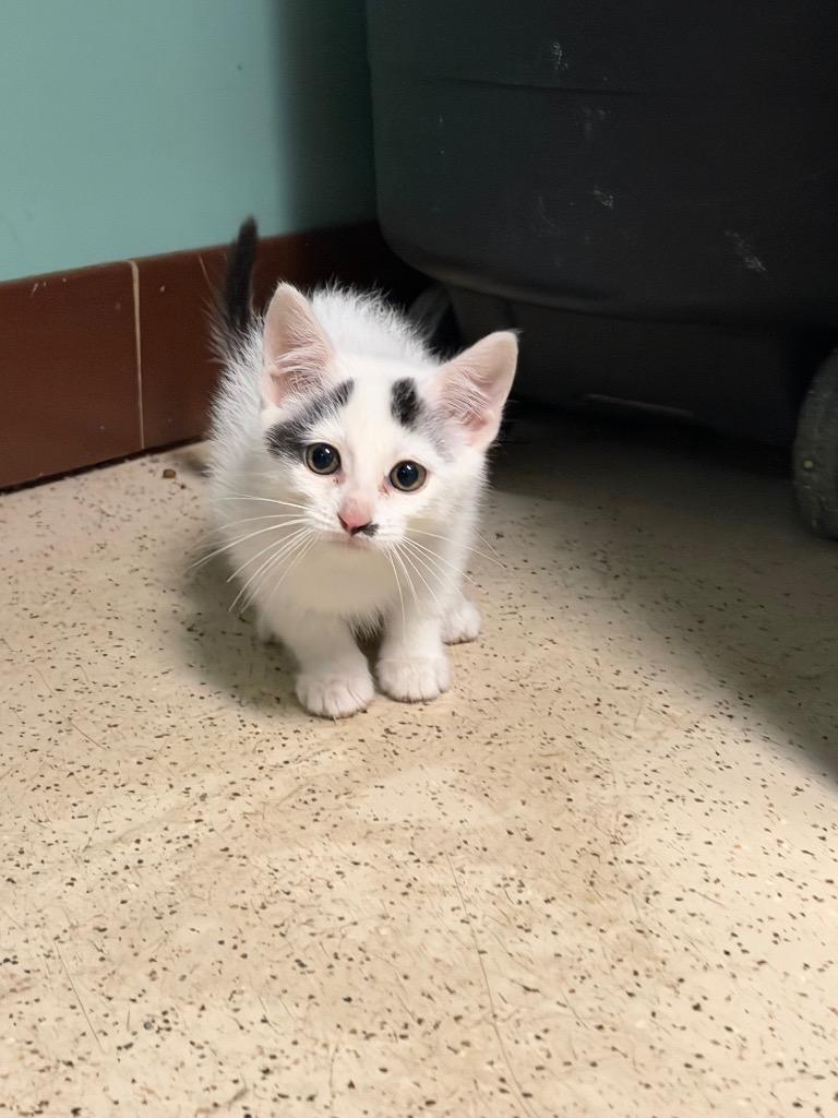 Enlarge Napoleon, a Adoptable Domestic Short Hair in Amery, WI image 3/4