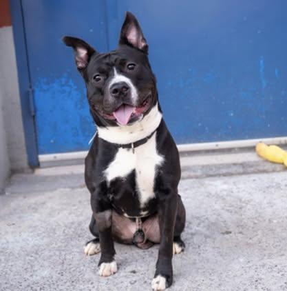 Enlarge Ernesto, a Adoptable mixed breed in New York, NY image 1/6