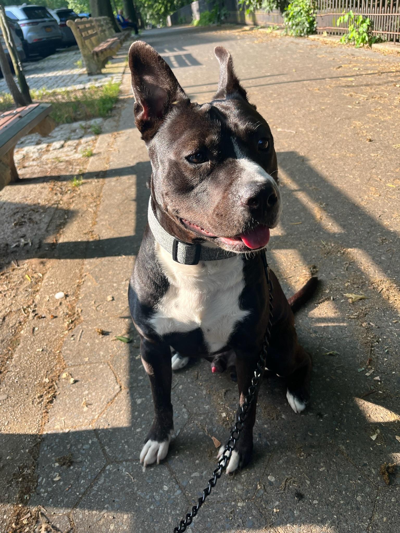 Enlarge Ernesto, a Adoptable mixed breed in New York, NY image 3/6