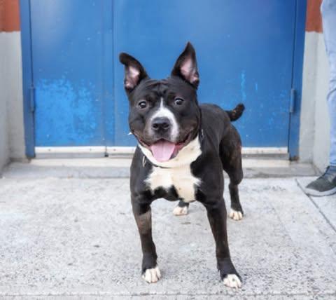 Enlarge Ernesto, a Adoptable mixed breed in New York, NY image 4/6