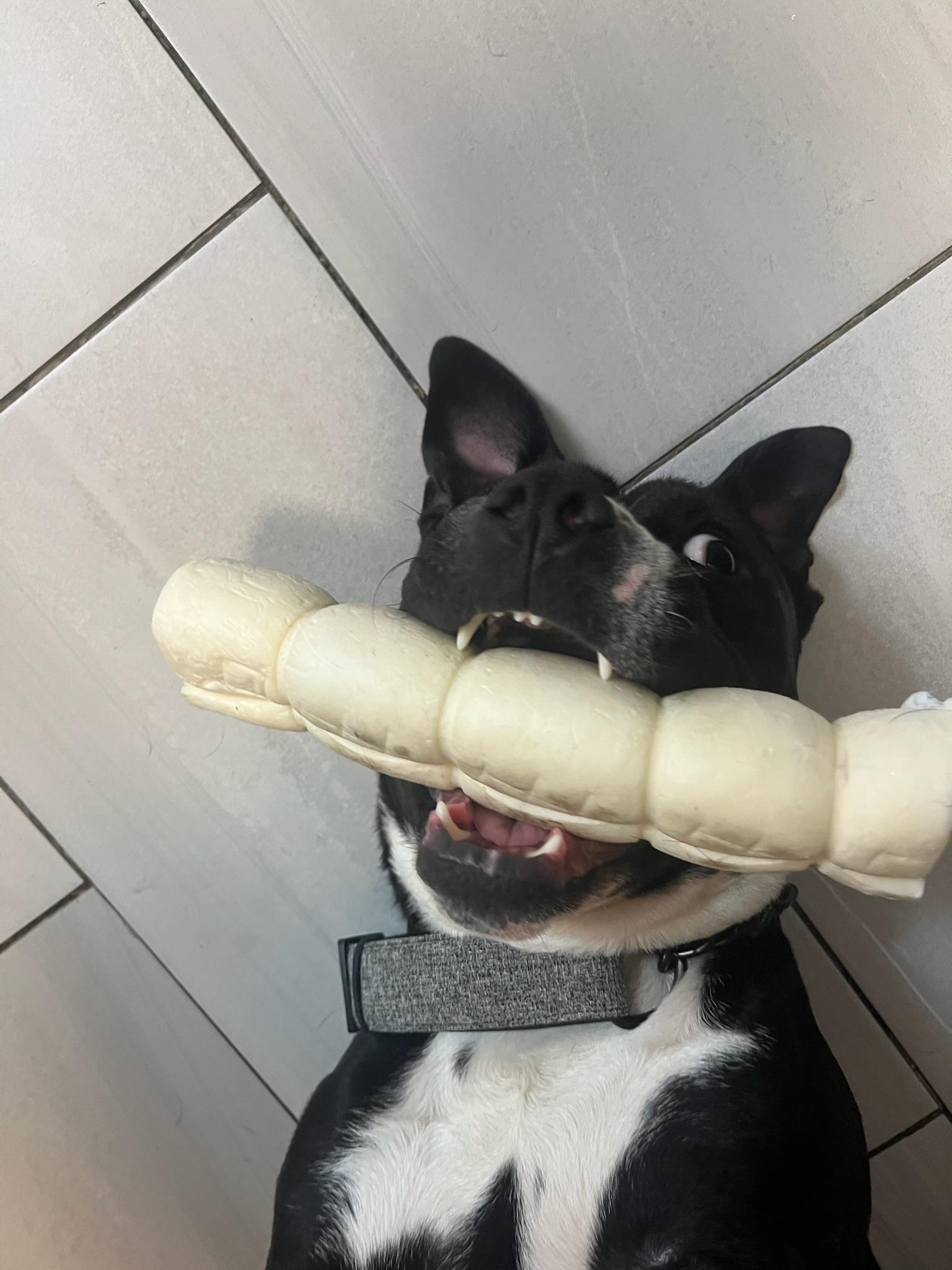 Enlarge Ernesto, a Adoptable mixed breed in New York, NY image 5/6