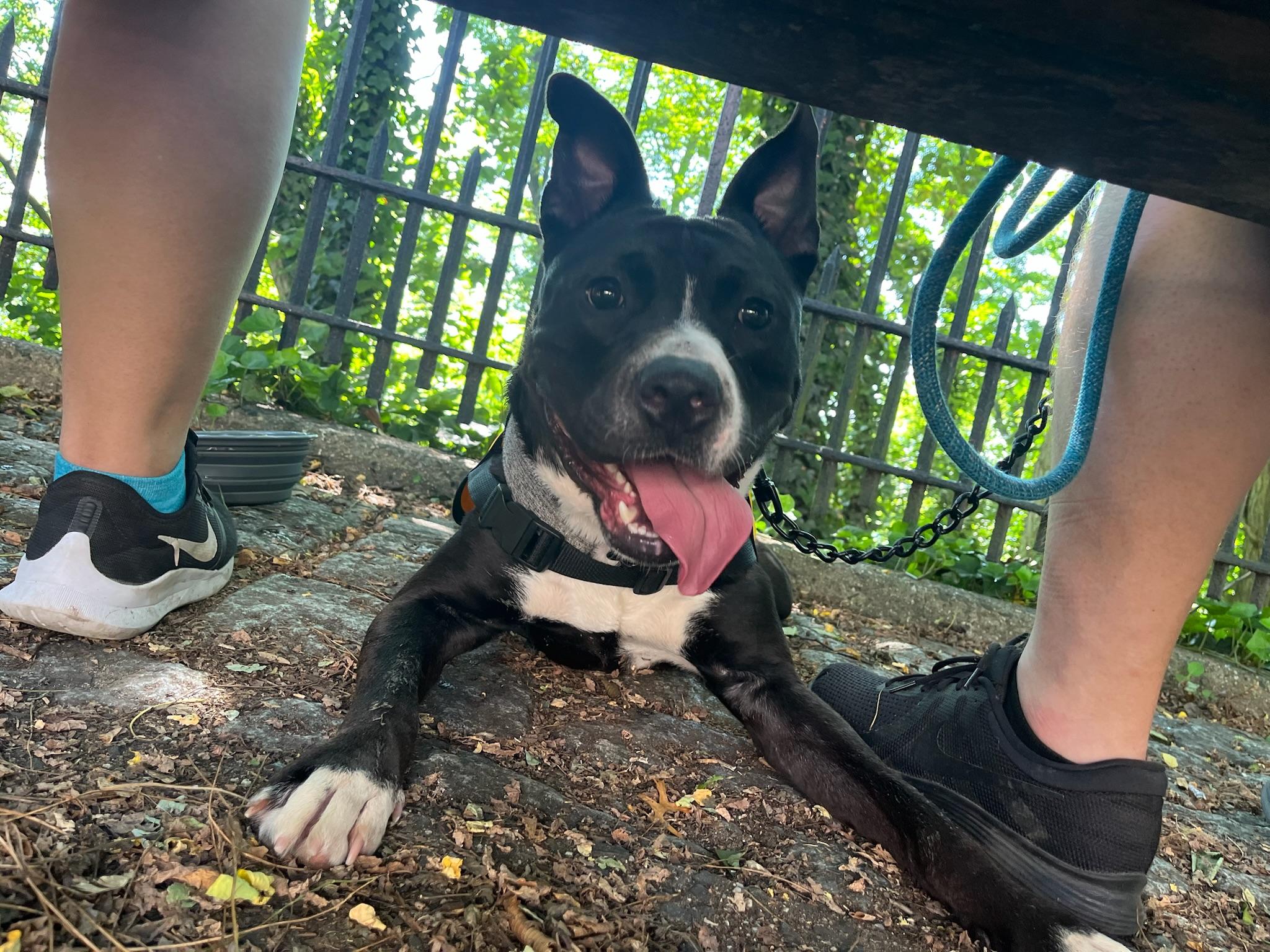 Enlarge Ernesto, a Adoptable mixed breed in New York, NY image 2/6