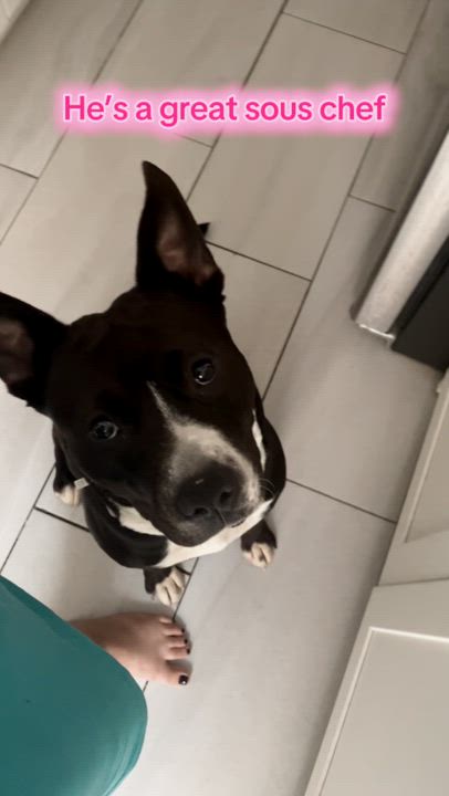 Enlarge Ernesto, a Adoptable mixed breed in New York, NY video 6/6