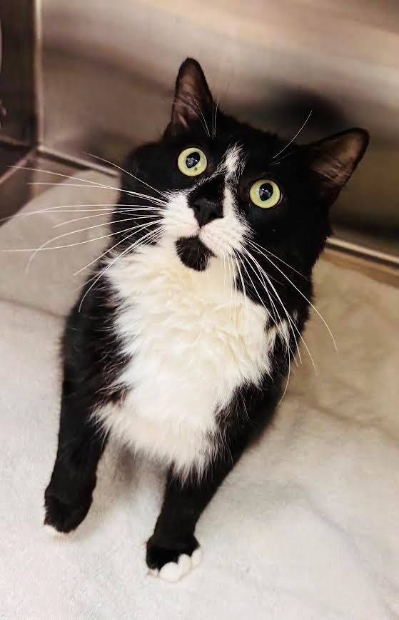 Enlarge Nicolai, a Adoptable mixed breed in Madison, GA image 1/3