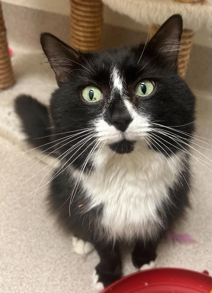 Enlarge Nicolai, a Adoptable mixed breed in Madison, GA image 2/3