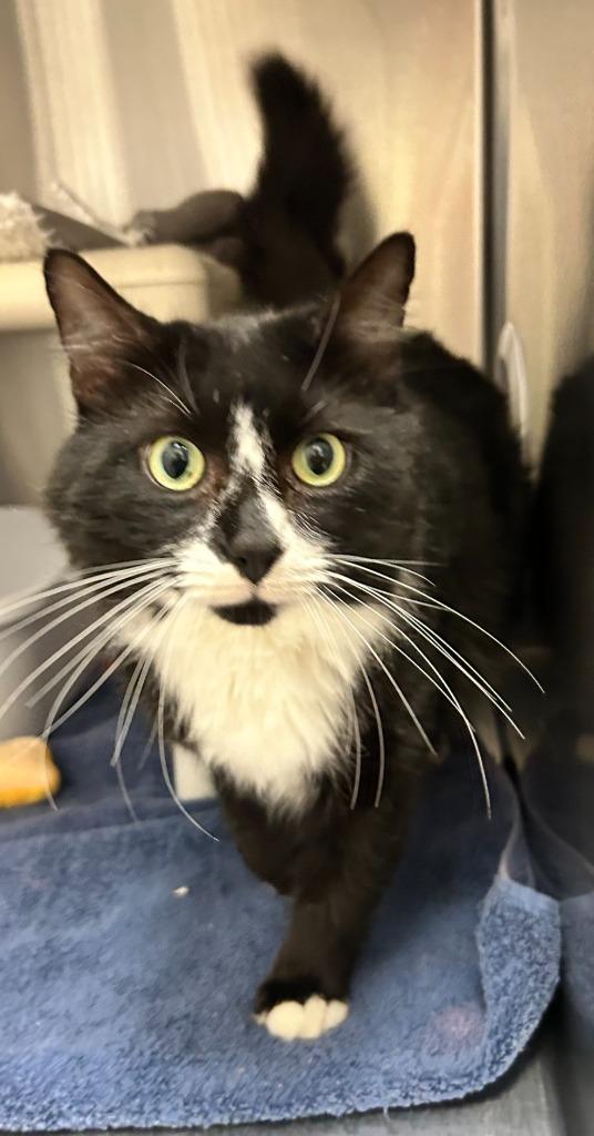 Enlarge Nicolai, a Adoptable mixed breed in Madison, GA image 3/3