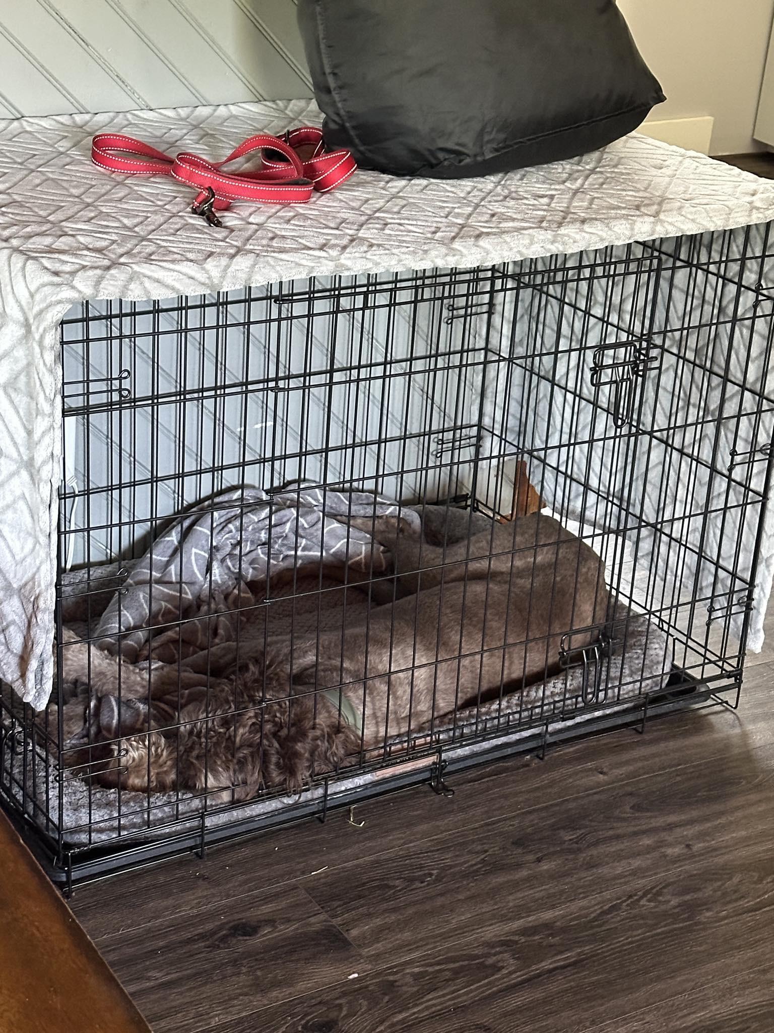 Matthew, ADOPTABLE, Adult Male Standard Poodle & Labradoodle.