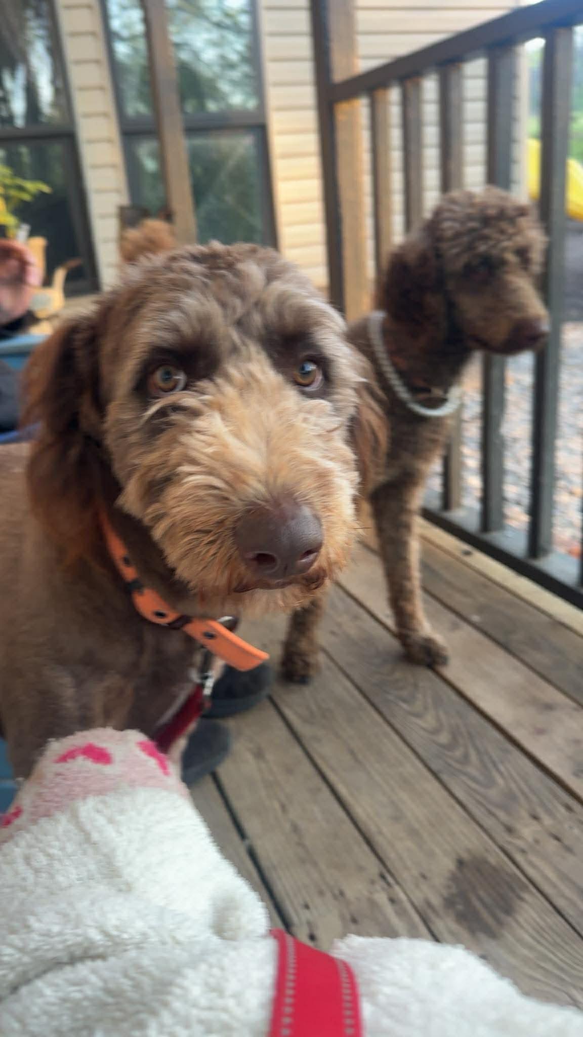 Enlarge Matthew, a ADOPTABLE mixed breed in Waynesboro, TN image 4/4