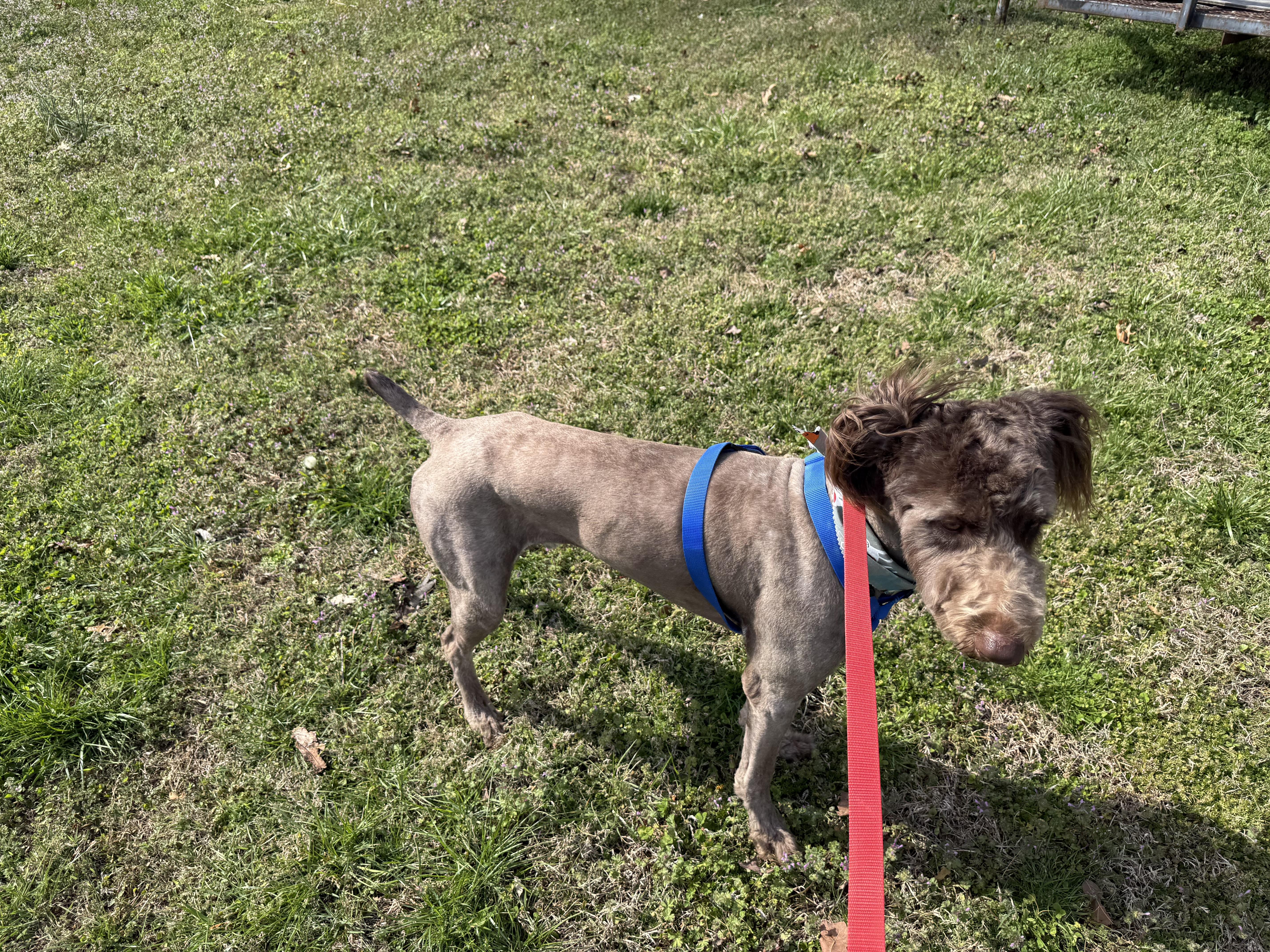 Enlarge Matthew, a ADOPTABLE mixed breed in Waynesboro, TN image 3/4