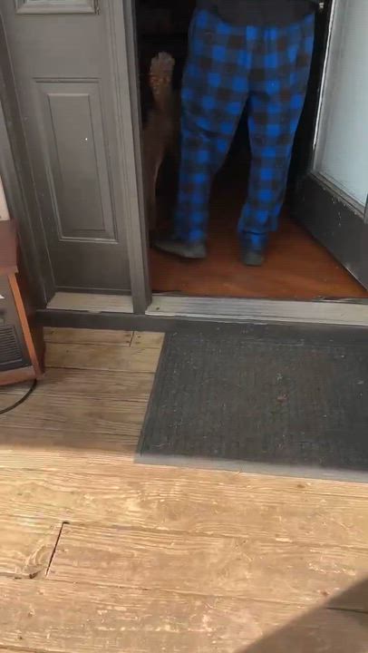 Enlarge Matthew, a ADOPTABLE mixed breed in Waynesboro, TN video 1/4