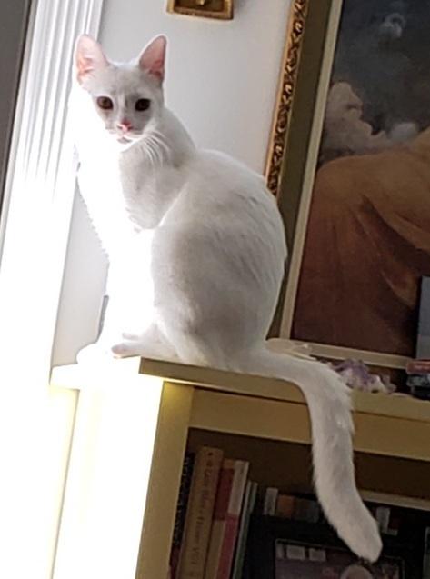 Enlarge Lotus, a Adoptable Domestic Short Hair in Willingboro, NJ image 1/3