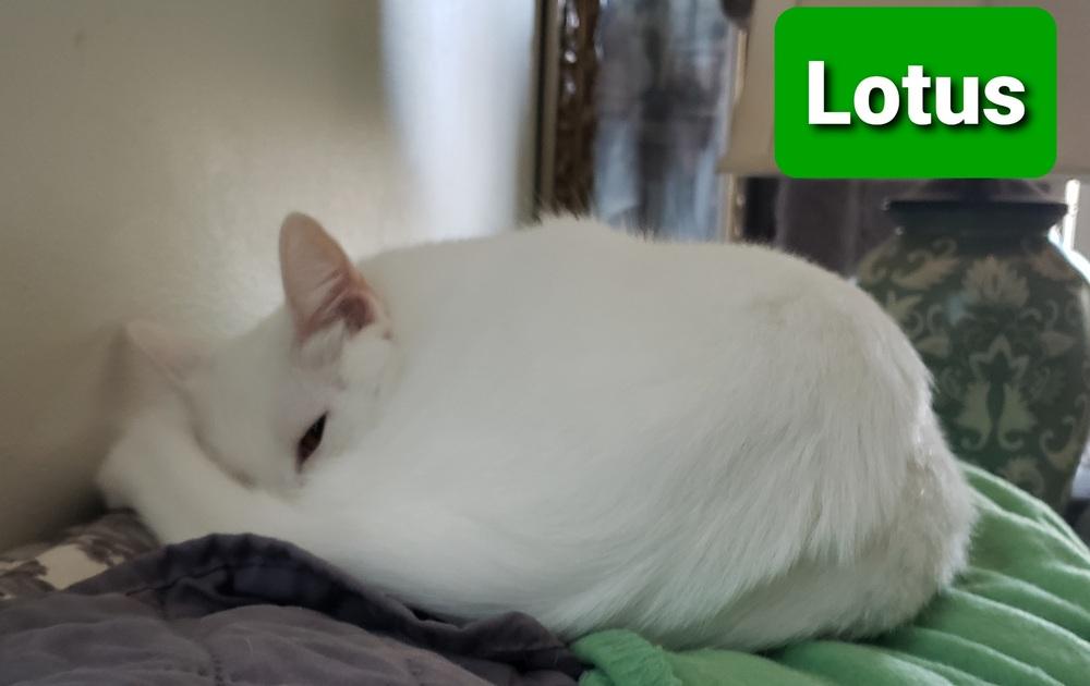 Enlarge Lotus, a Adoptable Domestic Short Hair in Willingboro, NJ image 2/3