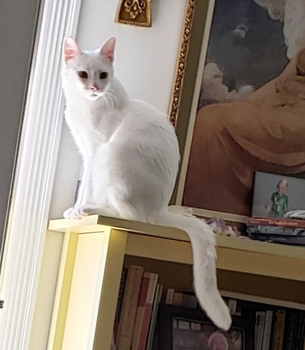 Enlarge Lotus, a Adoptable Domestic Short Hair in Willingboro, NJ image 3/3