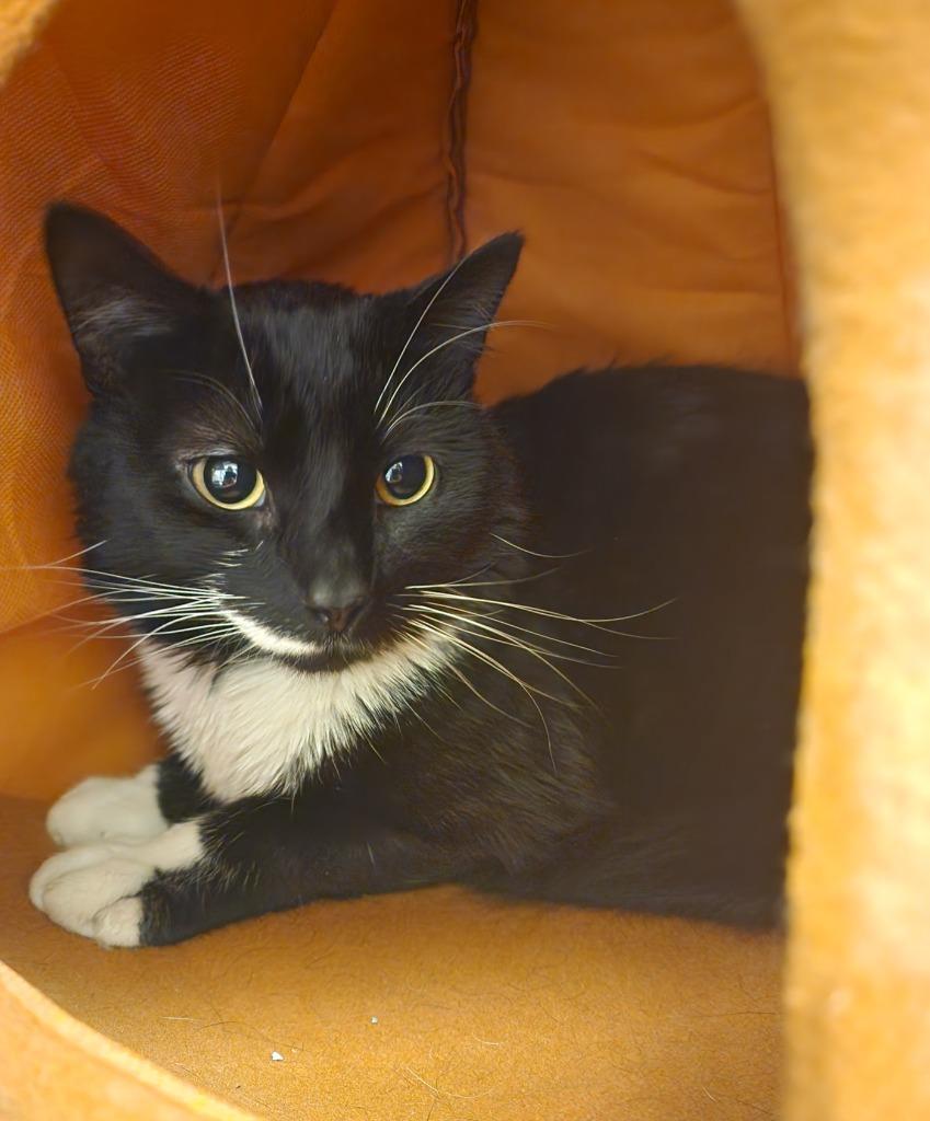 Cypress, Adoptable, Young Male Domestic Short Hair.