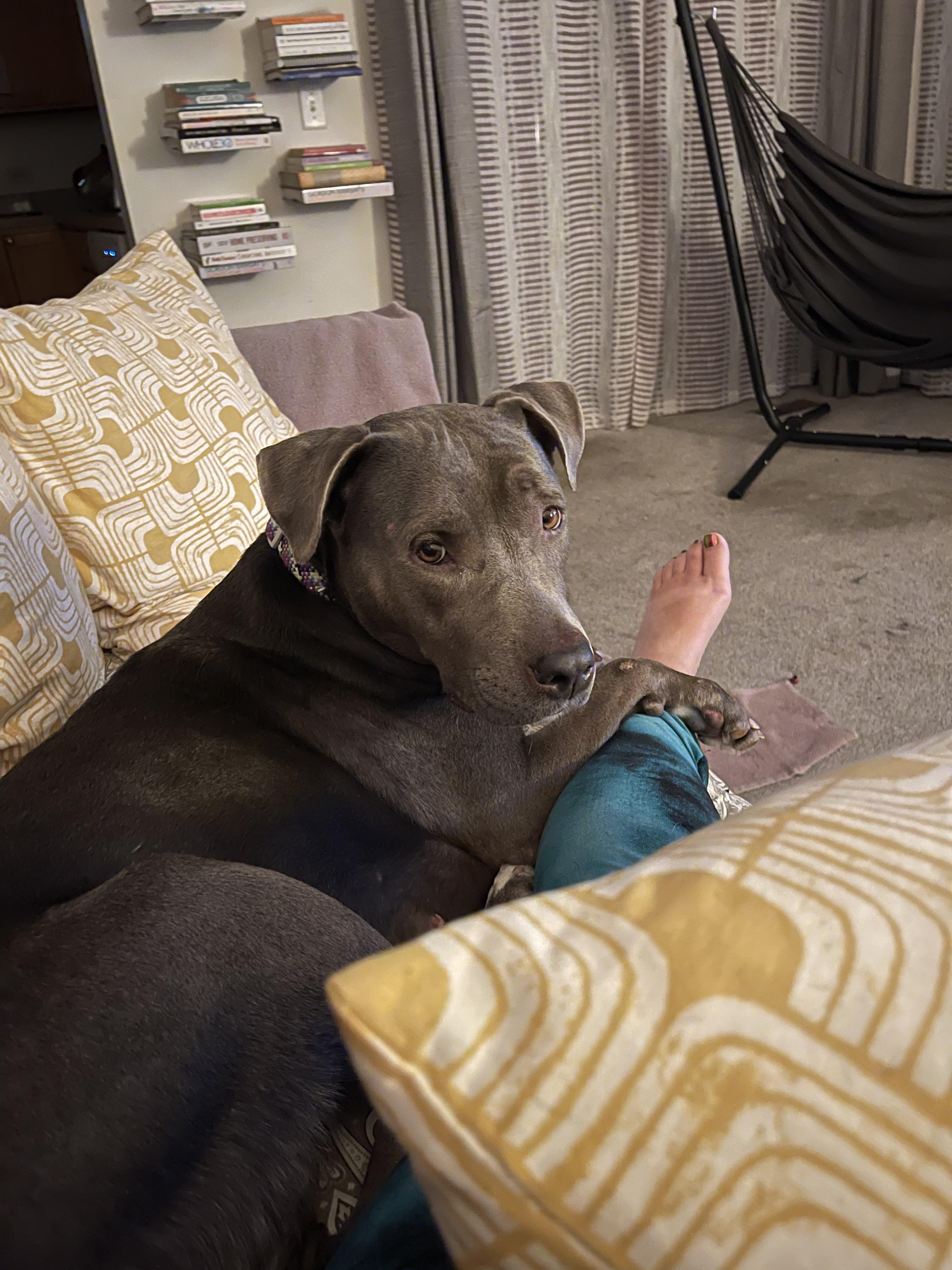 Mabel, Adoptable, Adult Female Pit Bull Terrier.