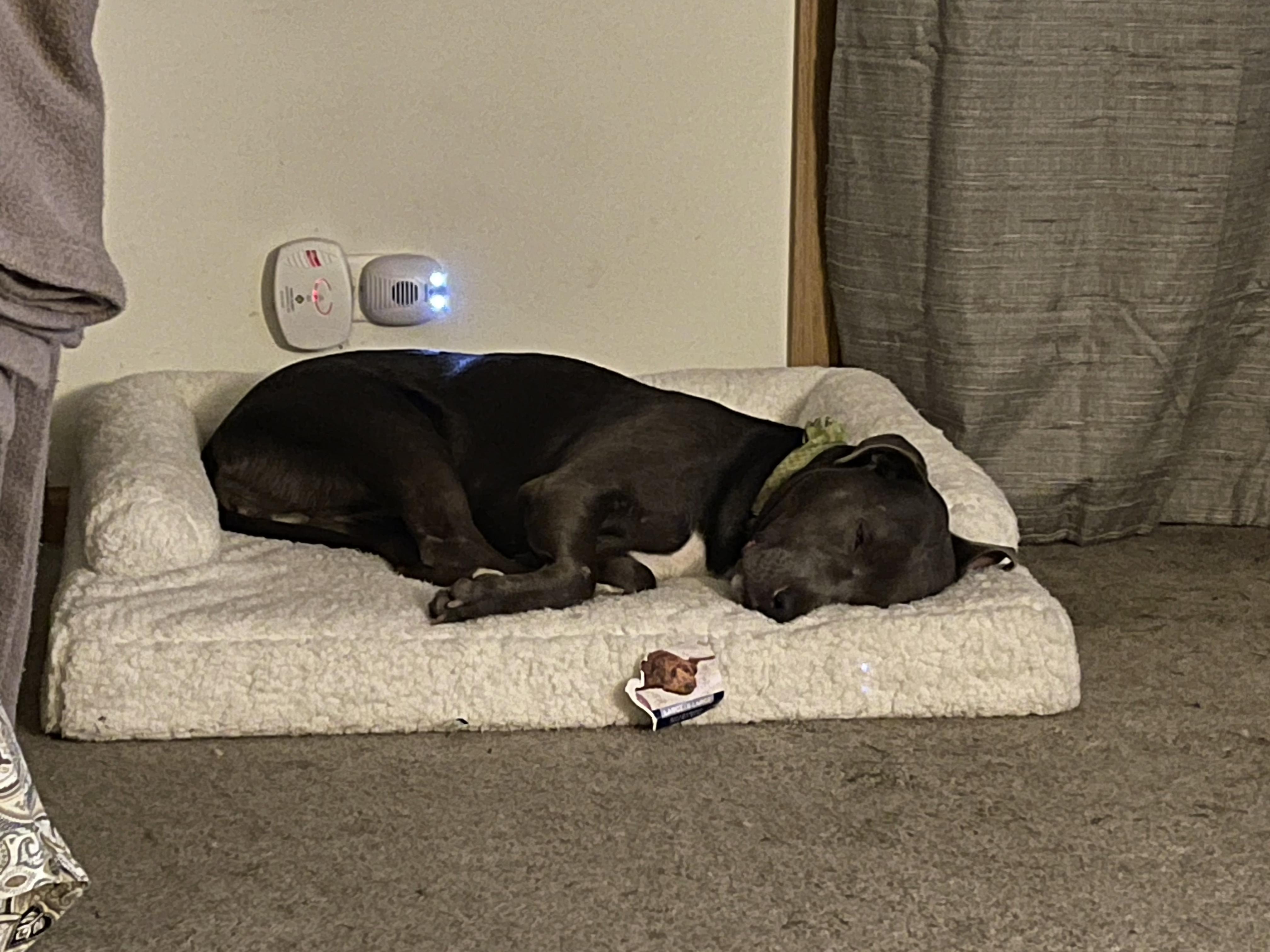 Enlarge Mabel, a Adoptable mixed breed in Byron, IL image 2/6