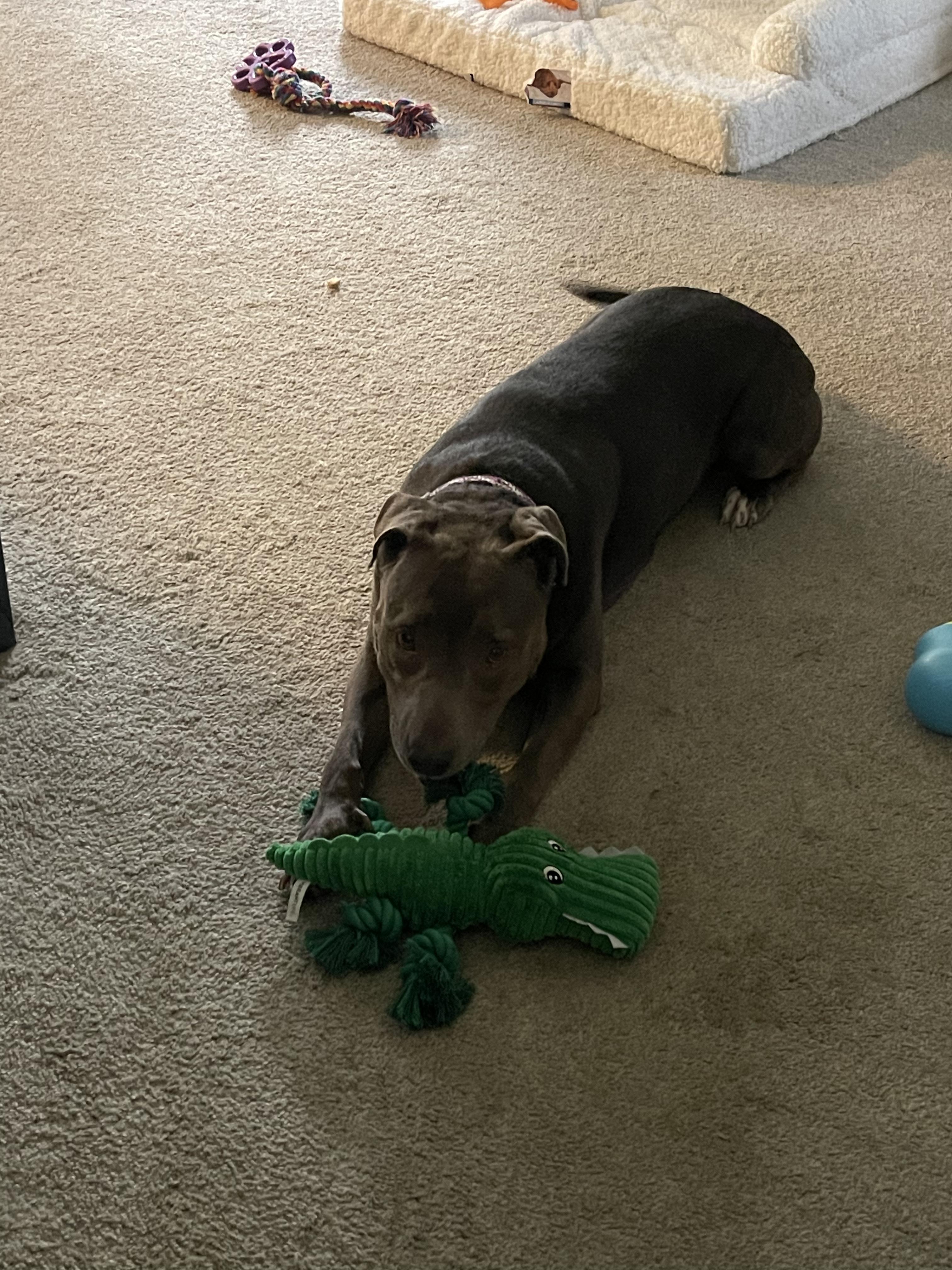 Enlarge Mabel, a Adoptable mixed breed in Byron, IL image 3/6