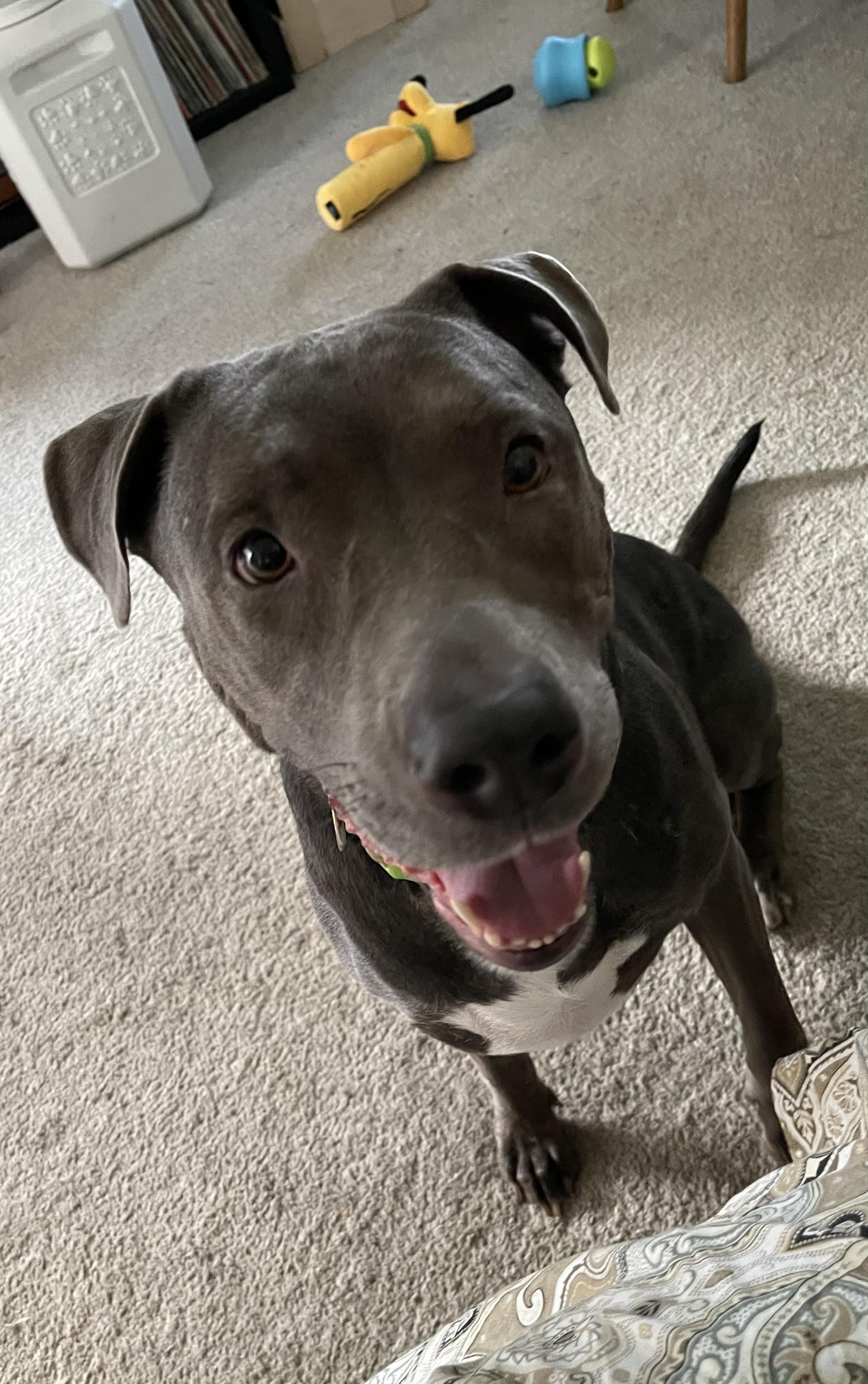 Enlarge Mabel, a Adoptable mixed breed in Byron, IL image 4/6