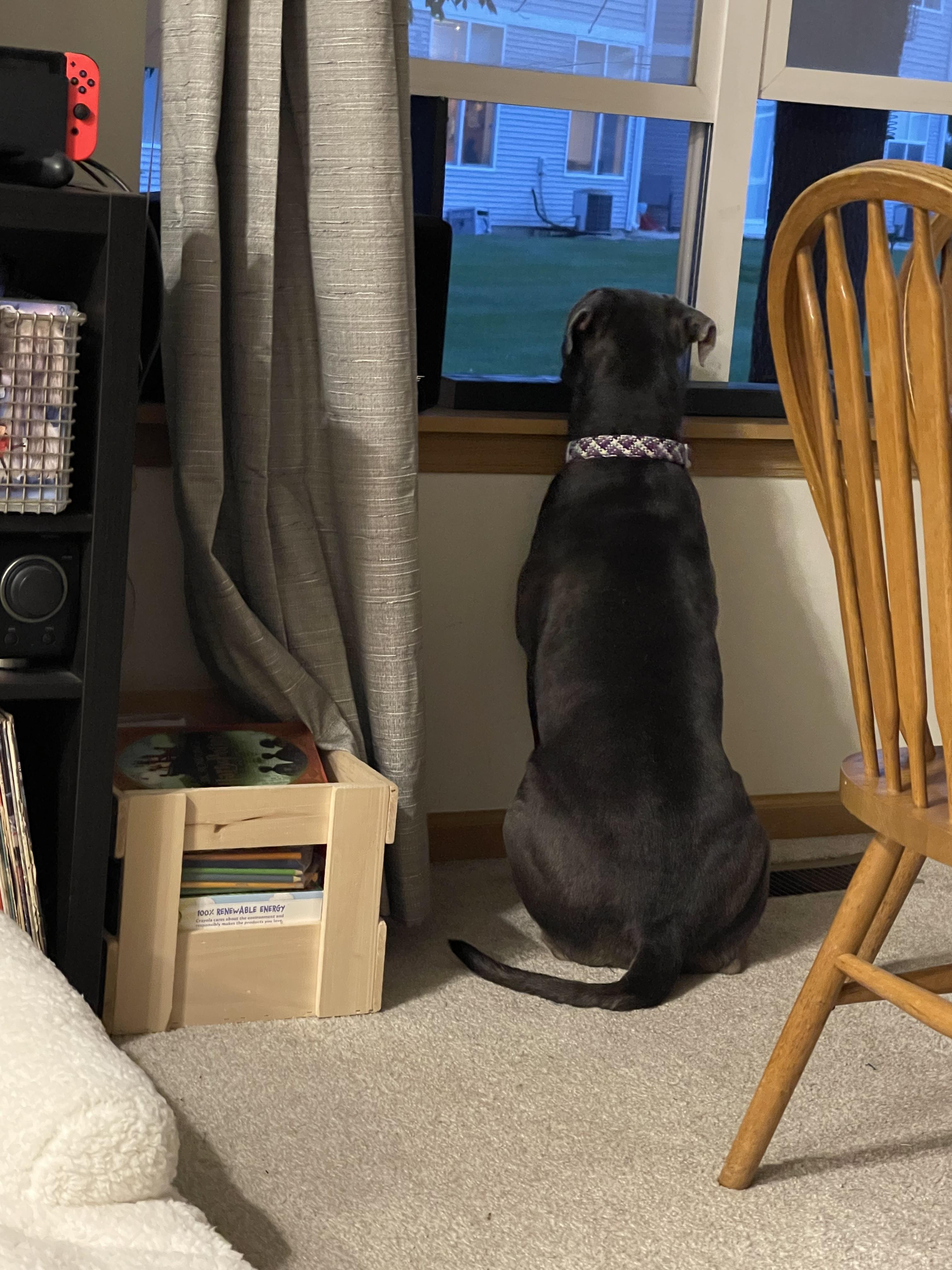 Enlarge Mabel, a Adoptable mixed breed in Byron, IL image 5/6