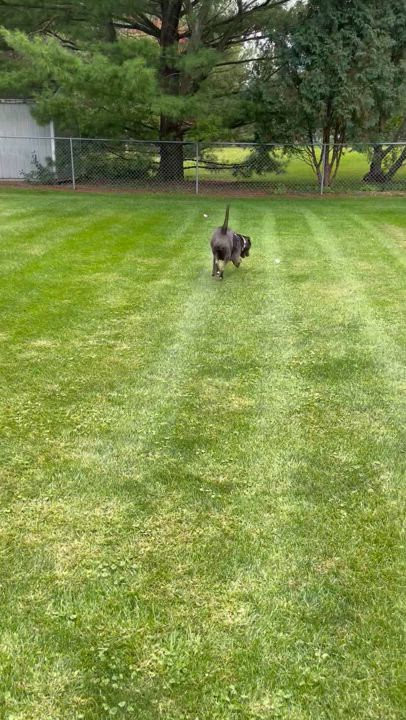 Enlarge Mabel, a Adoptable mixed breed in Byron, IL video 6/6