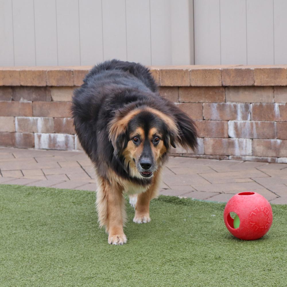 Rocky, Adoptable, Senior Male Mixed Breed.