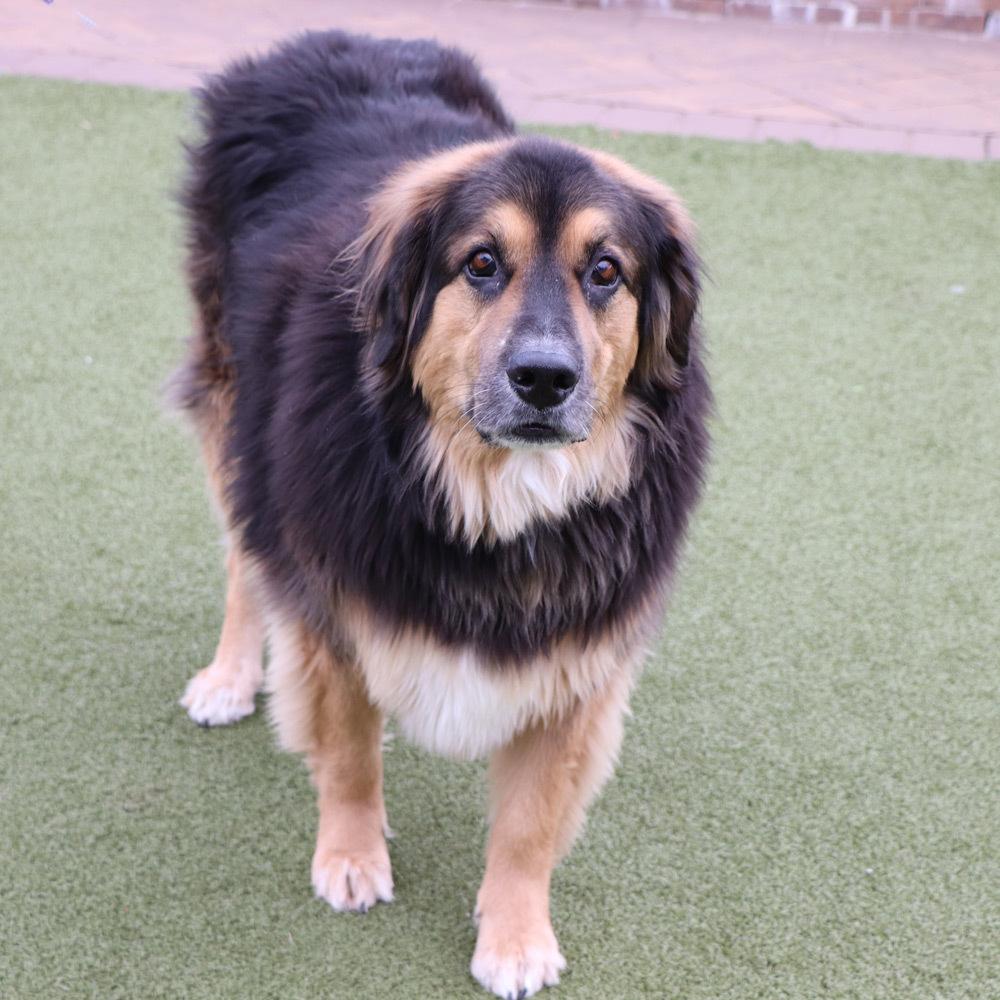 Rocky, a Adoptable Mixed Breed in Port Washington, NY image 2/4