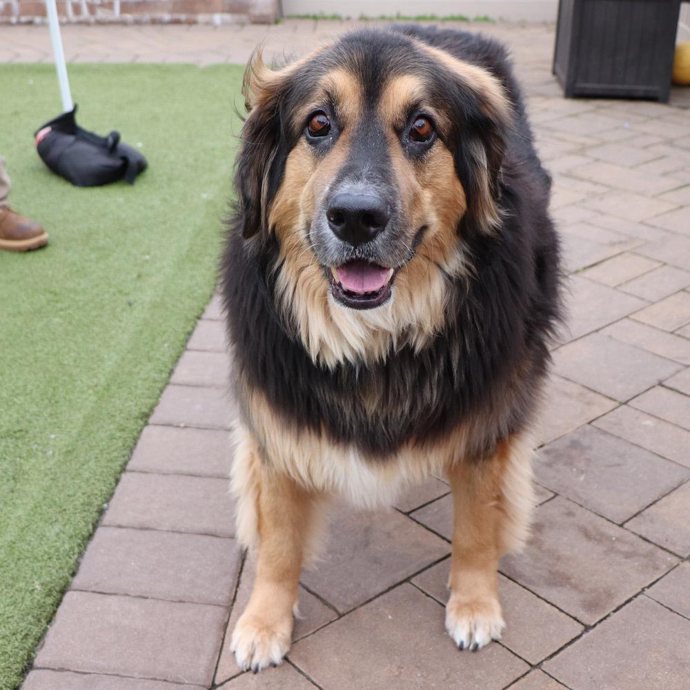 Enlarge Rocky, a Adoptable Mixed Breed in Port Washington, NY image 4/6
