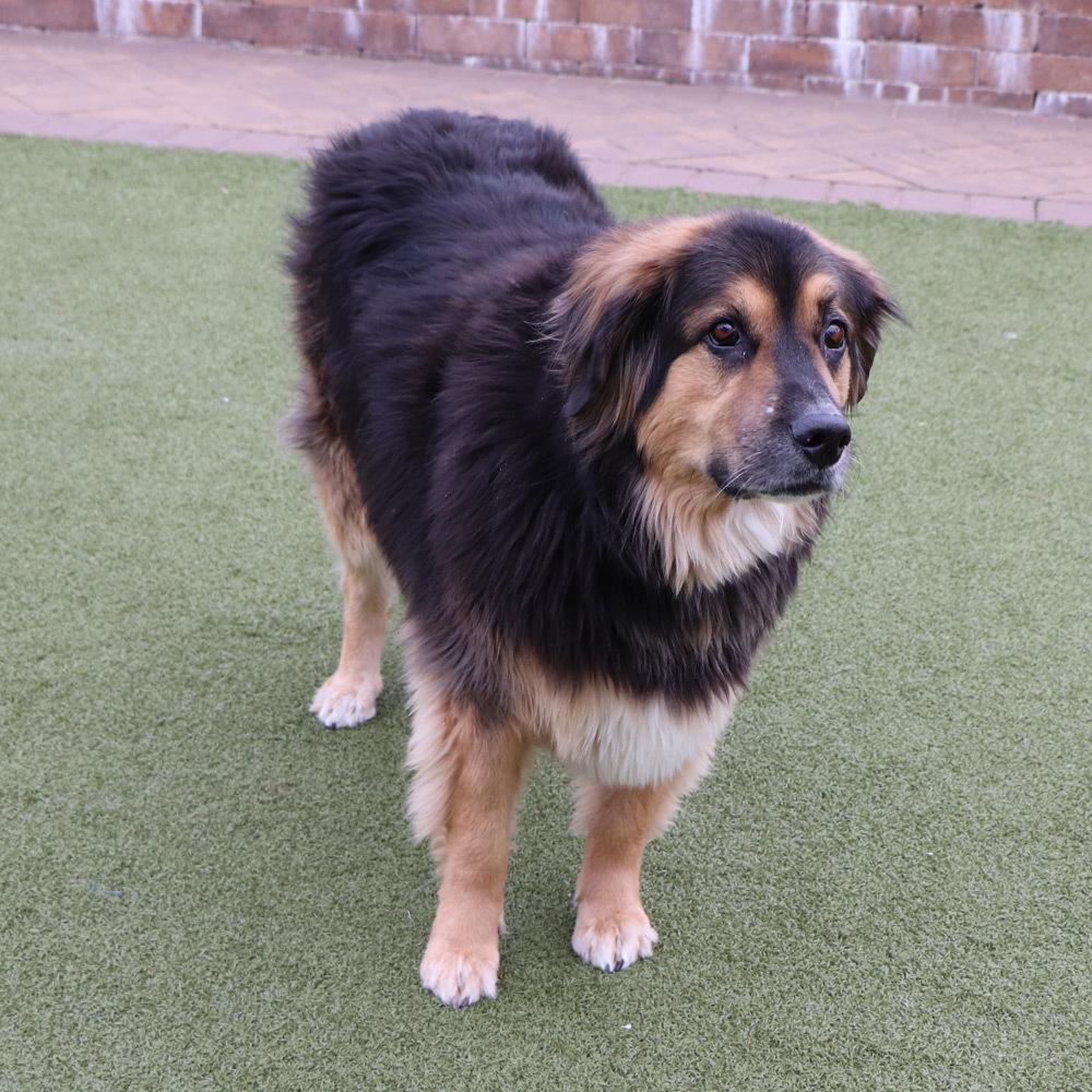 Rocky, a Adoptable Mixed Breed in Port Washington, NY image 3/4