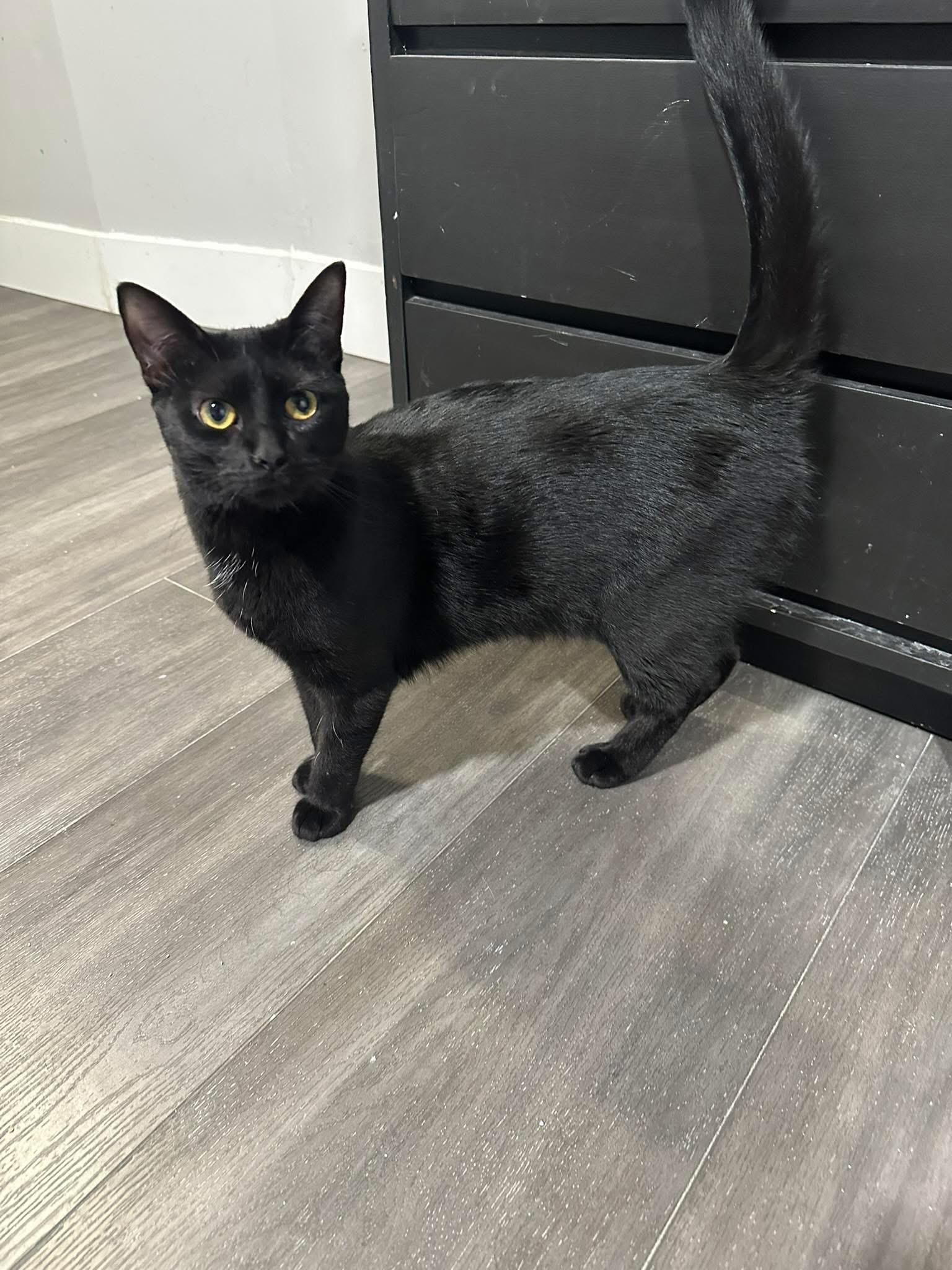 Speck and Spock , a ADOPTABLE American Shorthair in West newton, PA image 2/2