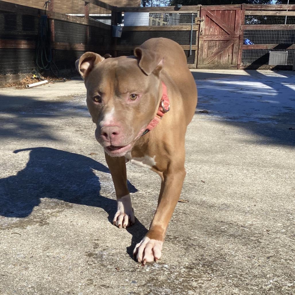 Clyde, Adoptable, Adult Male Pit Bull Terrier.