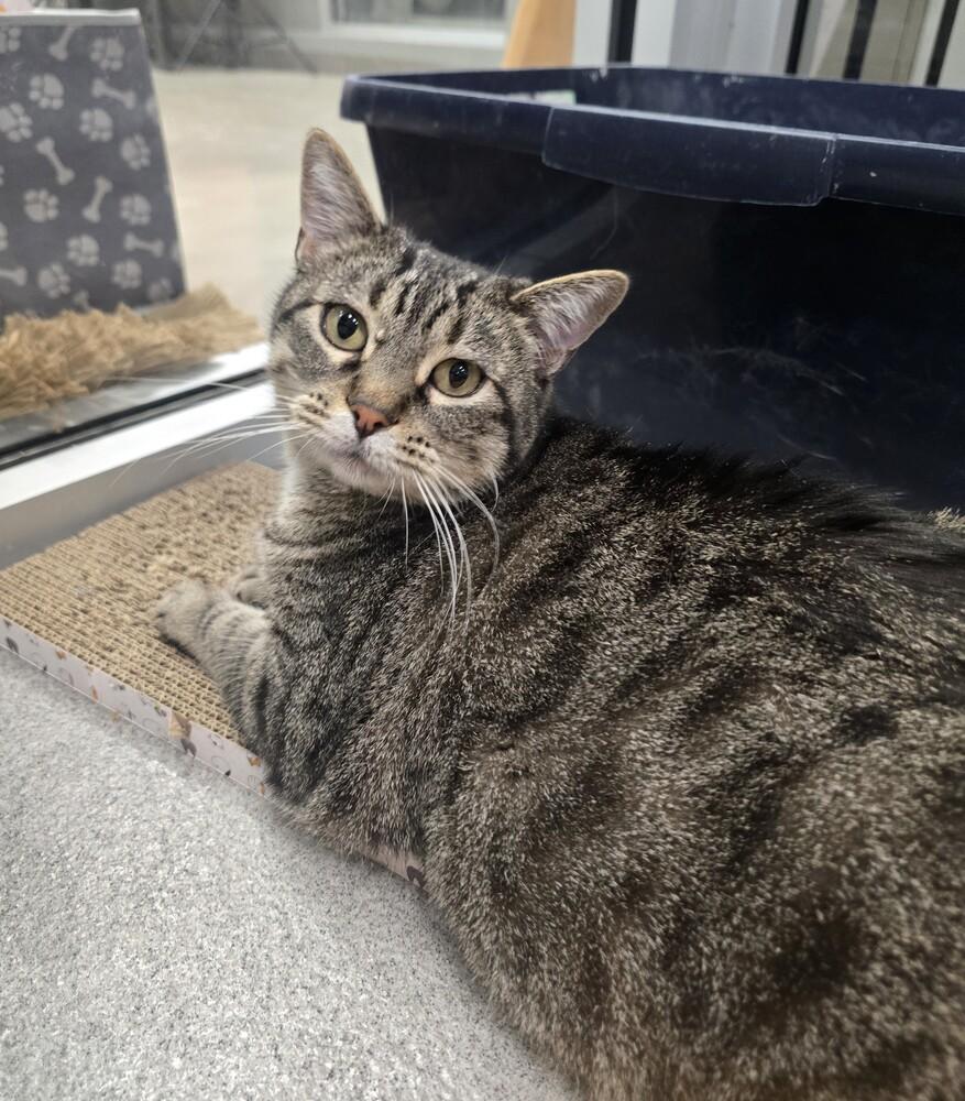 Enlarge Linen, a Adoptable Domestic Short Hair in Wellington, KS image 1/6