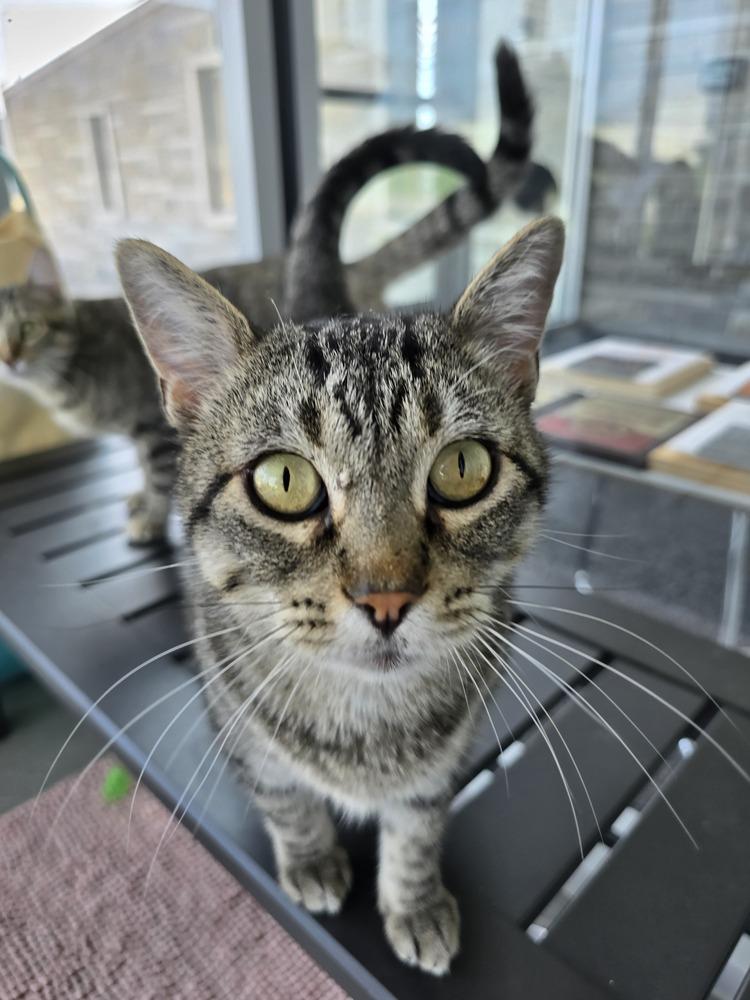 Enlarge Linen, a Adoptable Domestic Short Hair in Wellington, KS image 2/6