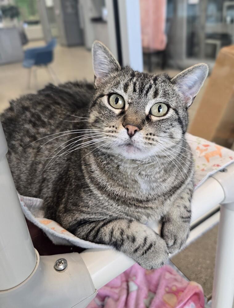 Enlarge Linen, a Adoptable Domestic Short Hair in Wellington, KS image 3/6