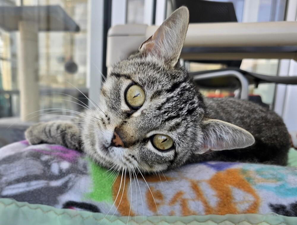 Enlarge Linen, a Adoptable Domestic Short Hair in Wellington, KS image 4/6