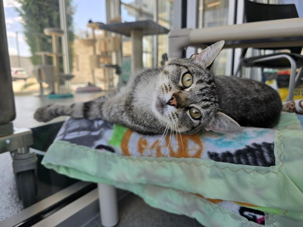 Enlarge Linen, a Adoptable Domestic Short Hair in Wellington, KS image 6/6