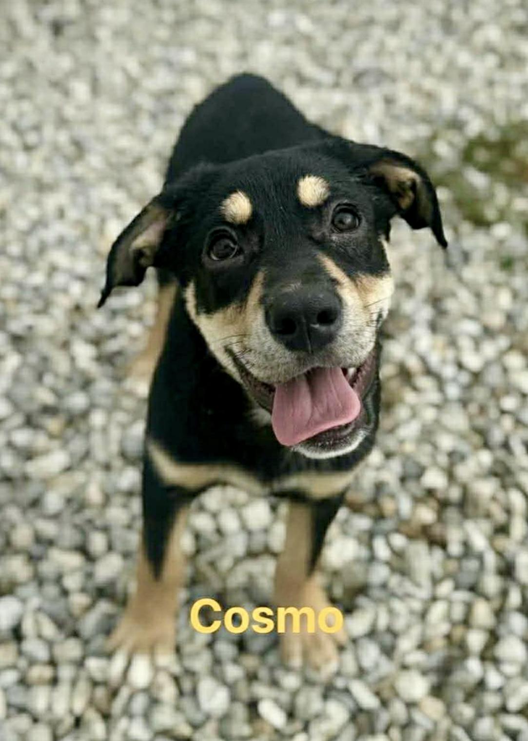 Cosmo, a Adoptable Mixed Breed in Rock Hill, NY image 2/3