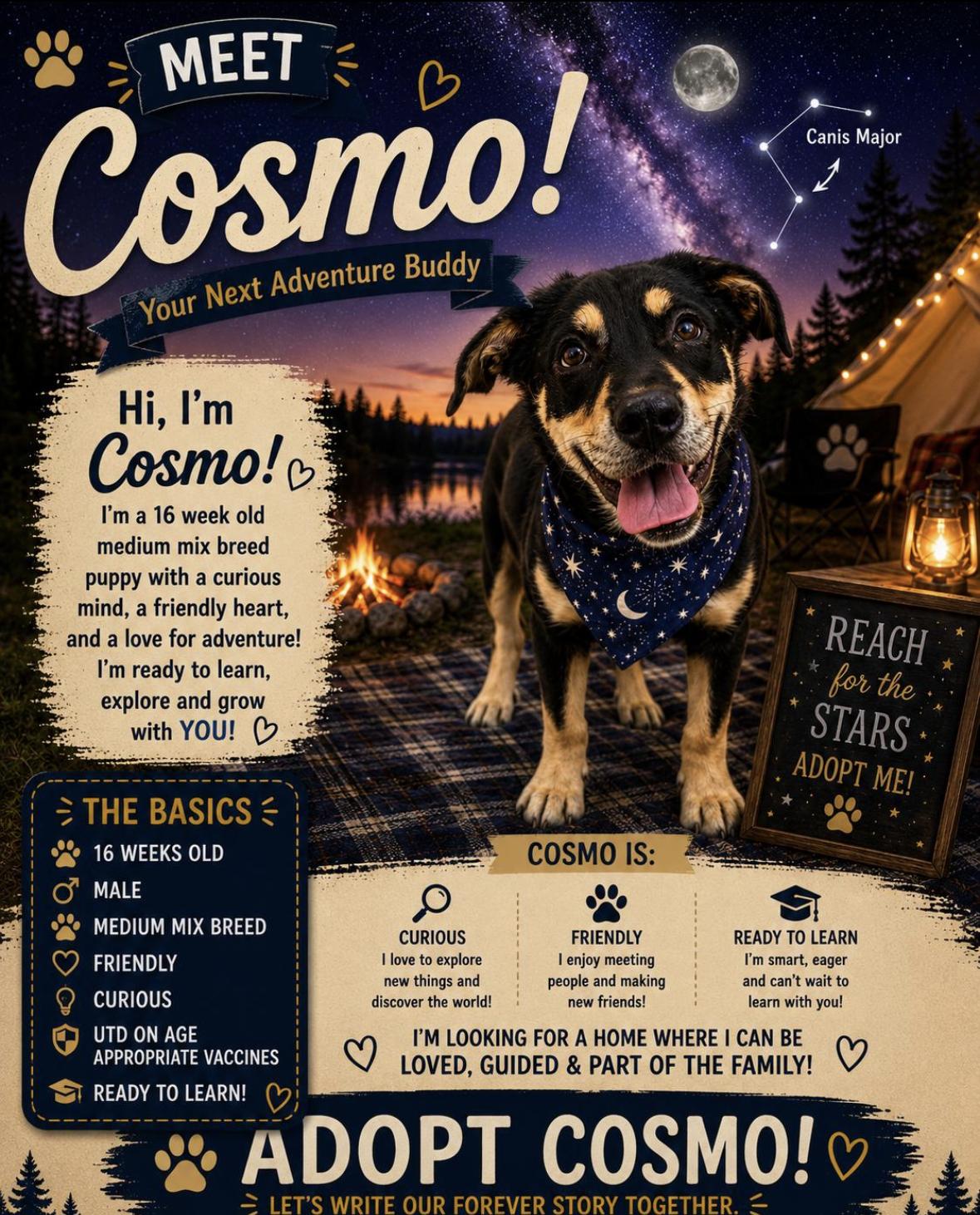 Cosmo, a Adoptable Mixed Breed in Rock Hill, NY image 3/3