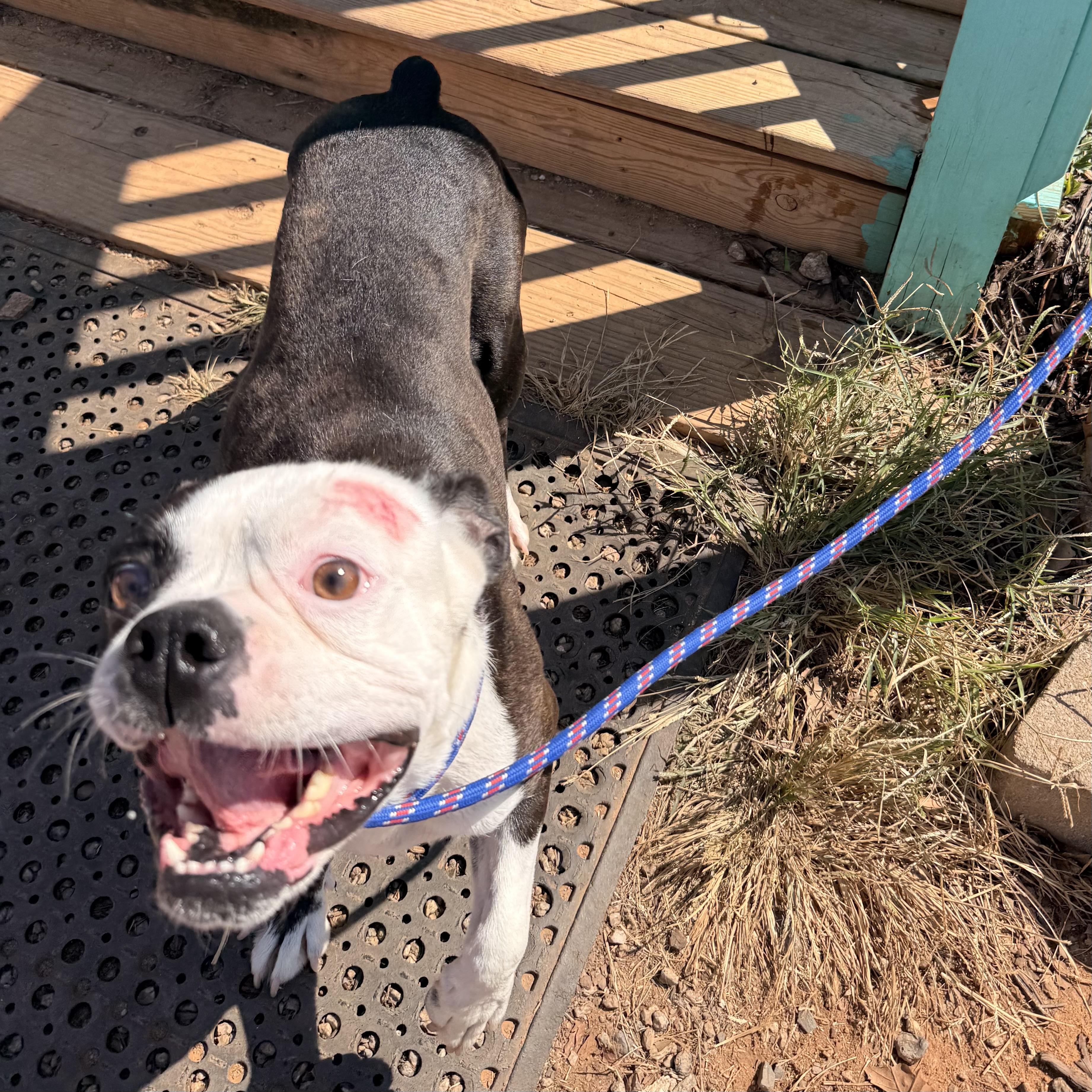 Enlarge Crumpet, a Adoptable mixed breed in Howell, NJ image 5/5
