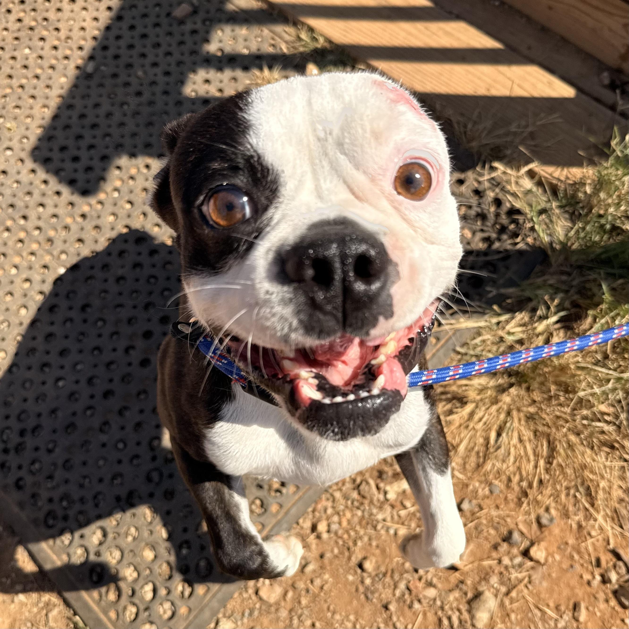 Enlarge Crumpet, a Adoptable mixed breed in Howell, NJ image 3/5