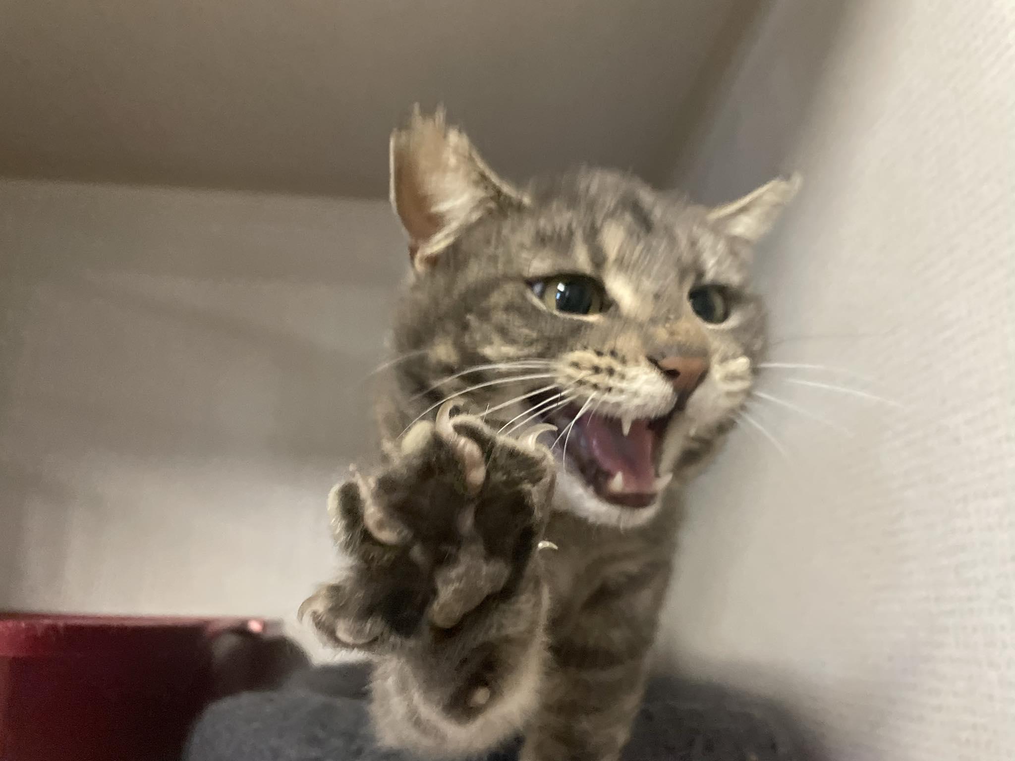 Jane Doe, a ADOPTABLE mixed breed in St. Maries, ID image 2/6